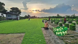 รูปภาพเปรียบเทียบหญ้านวลน้อยกับหญ้าญี่ปุ่น