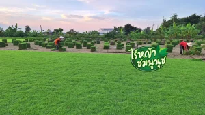 สนามหญ้าเหลือง