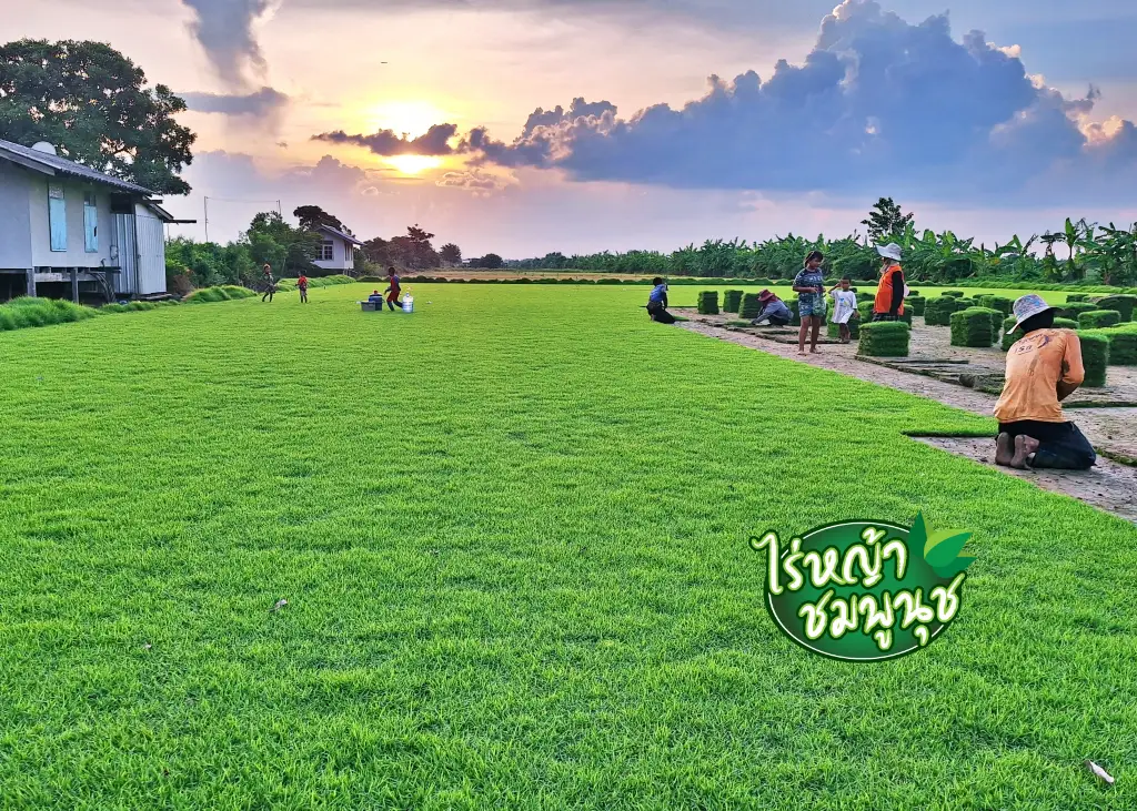 หญ้ามเลเซีย vs หญ้านวลน้อย
